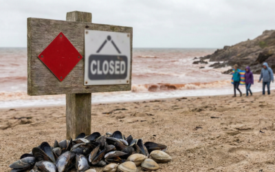 Red Tide Warnings: Essential Shellfish Safety Guide