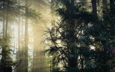 Seasonal Seattle: What to Do in Summer, Fall, Winter, and Spring